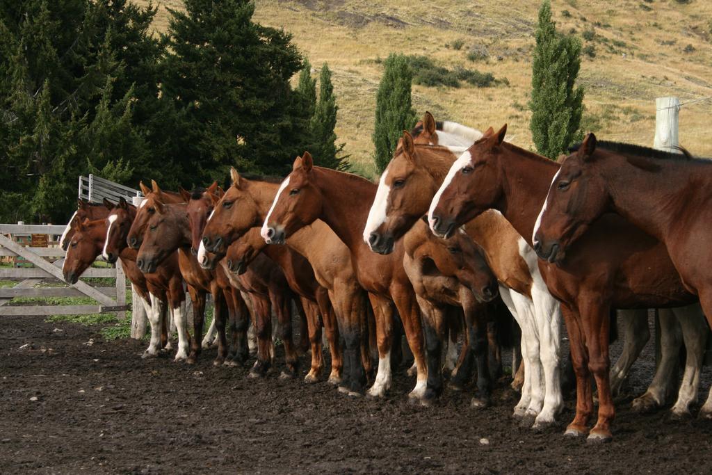 Estancia Nibepo Aike Colonia Francisco Perito Moreno Zewnętrze zdjęcie